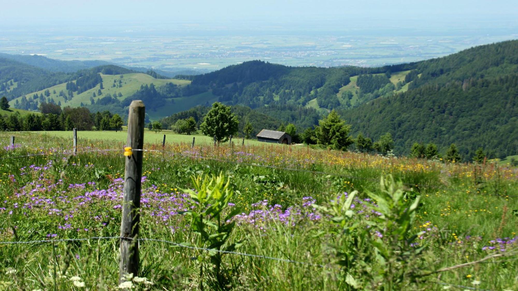 View House, Schauinsland, Black Forest Münstertal Buitenkant foto